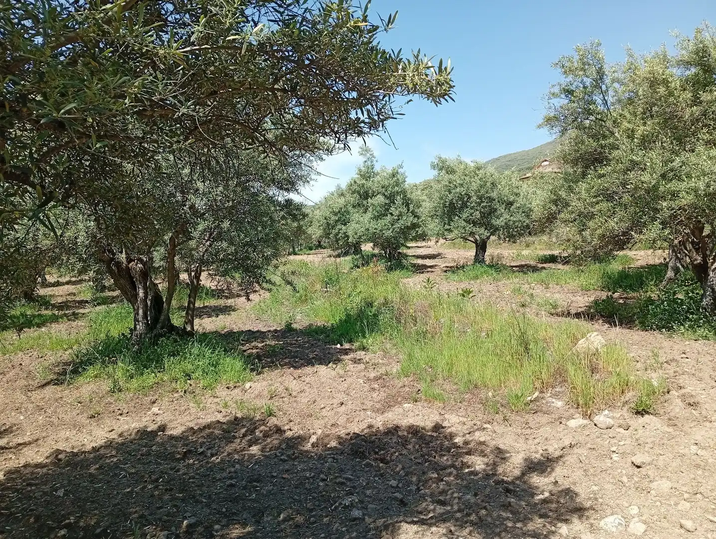 Terreni e lotti in vendita a Villanueva de la Vera, imagen 52