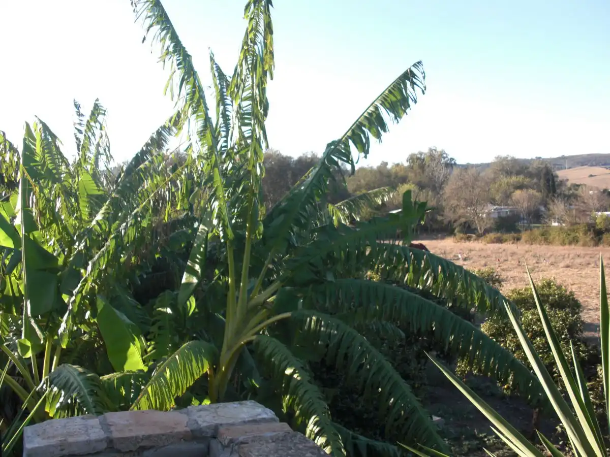 Maison rustique à vendre à Vejer, imagen 56