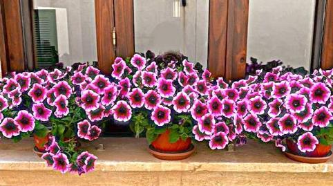 Foto 5 de Casa adosada en venta en Calle Miquel Tortell, Muro, Illes Balears