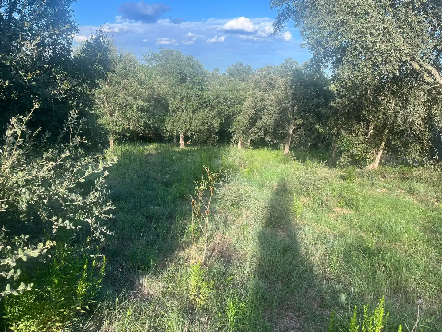 Residential land for sale in Sils, imagen 8