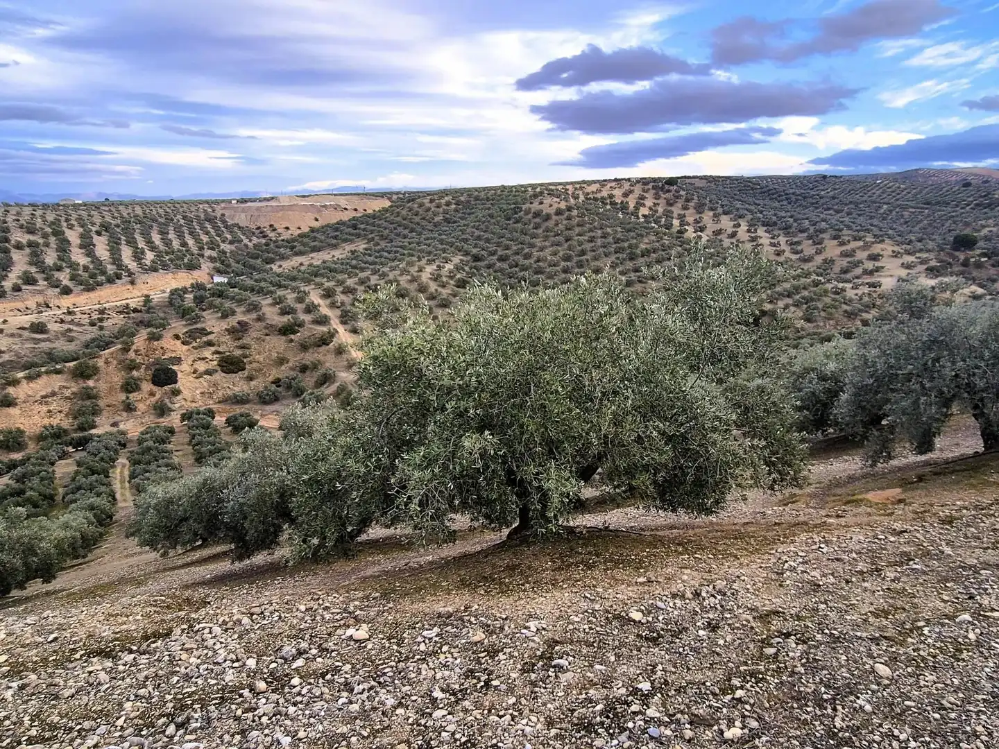Rural land for sale in Huétor Tájar, imagen 16