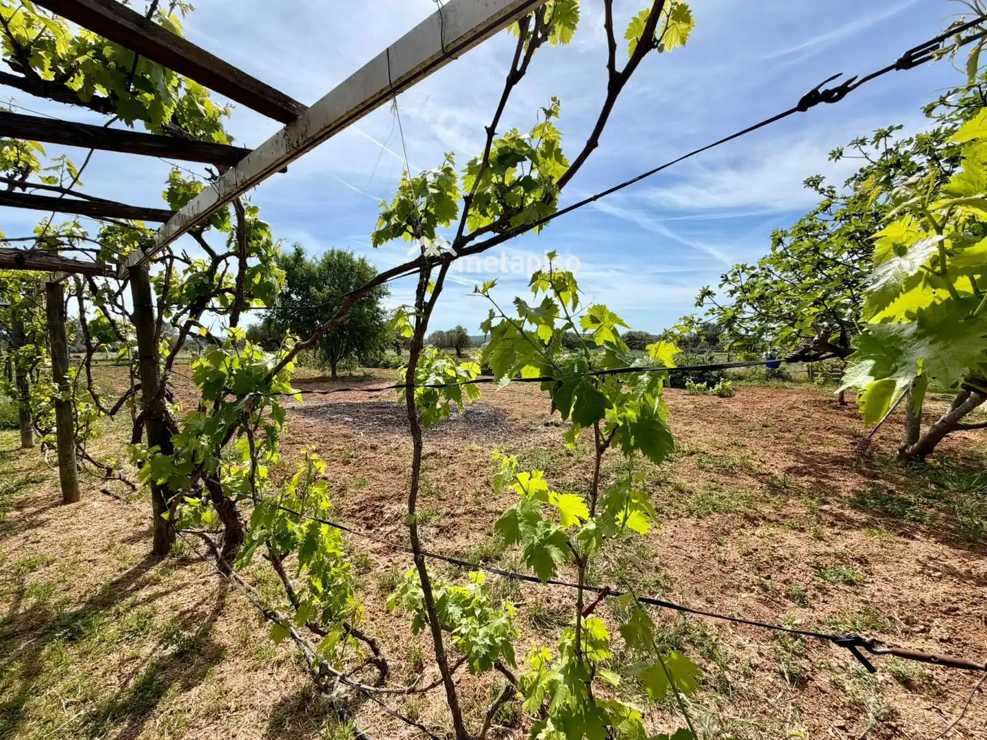 Terreno rustico in vendita a Santa Oliva, imagen 49