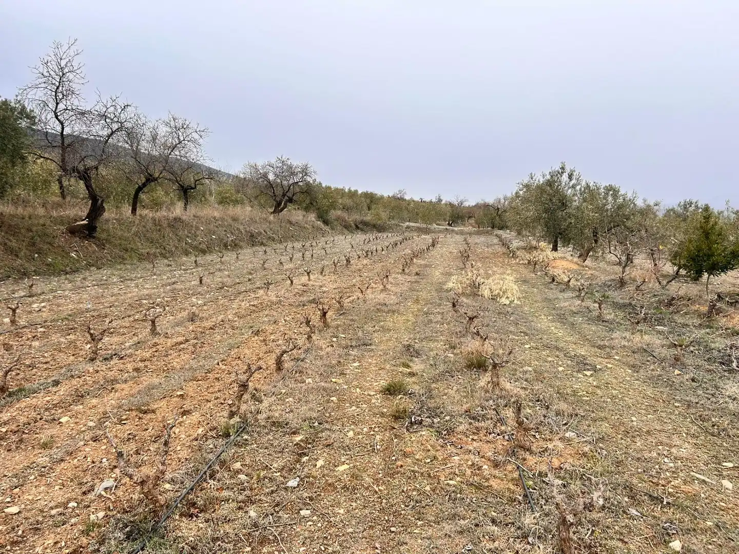 Finca rústica en venda en Abrucena