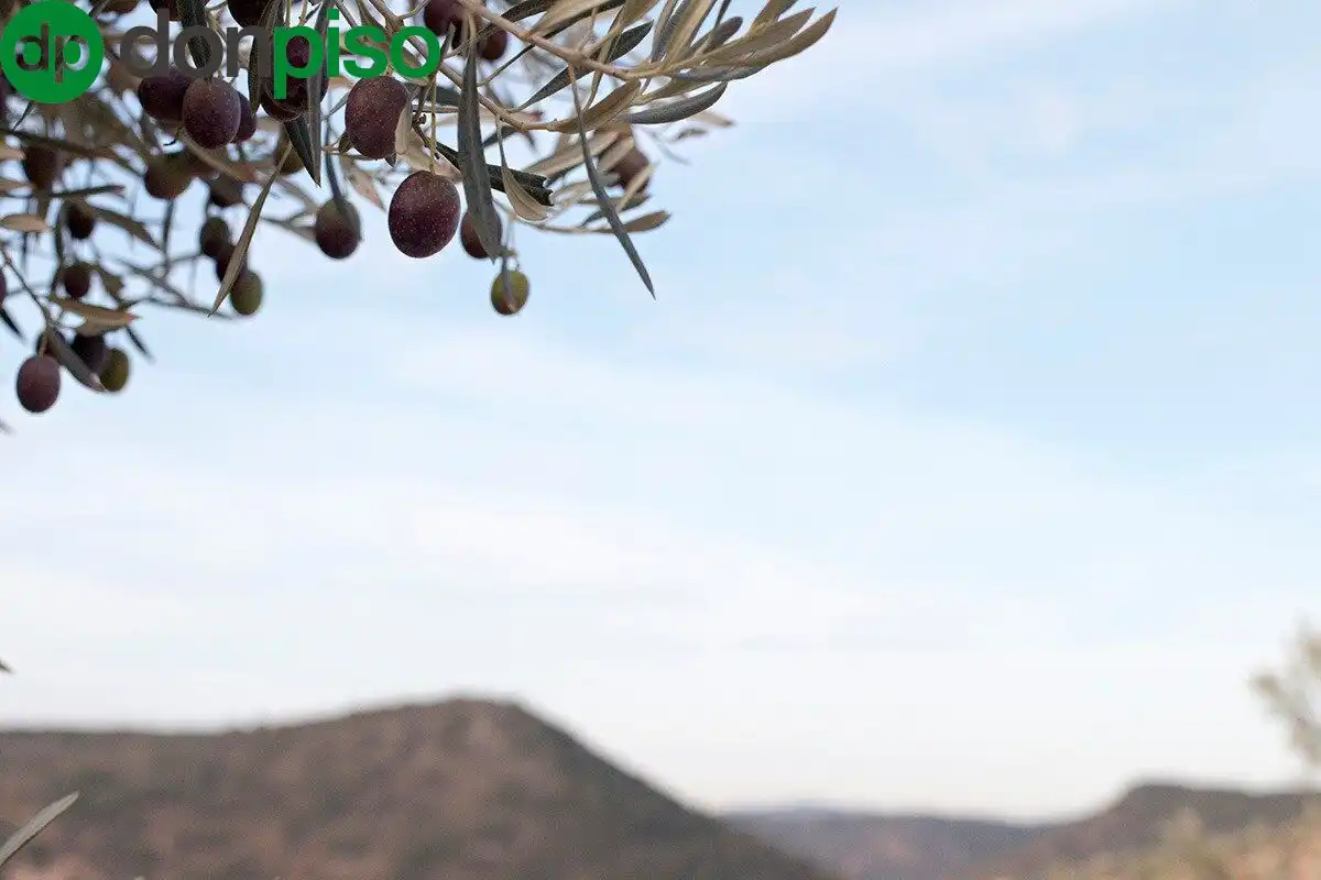 Casa rústica en venda a CORTIJO LA BARRAGANA, imagen 39