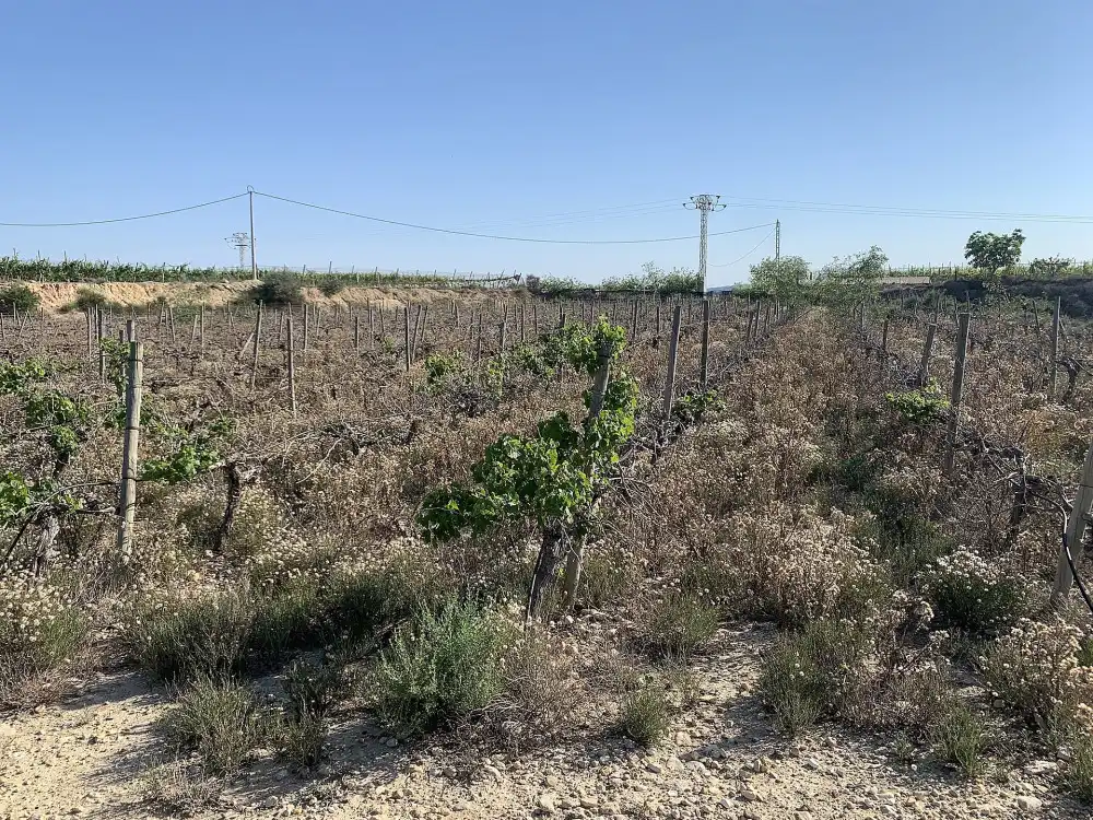 Terreno residencial en venta en Monforte del Cid, imagen 13