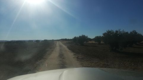 olivar de regadía, immagine 3