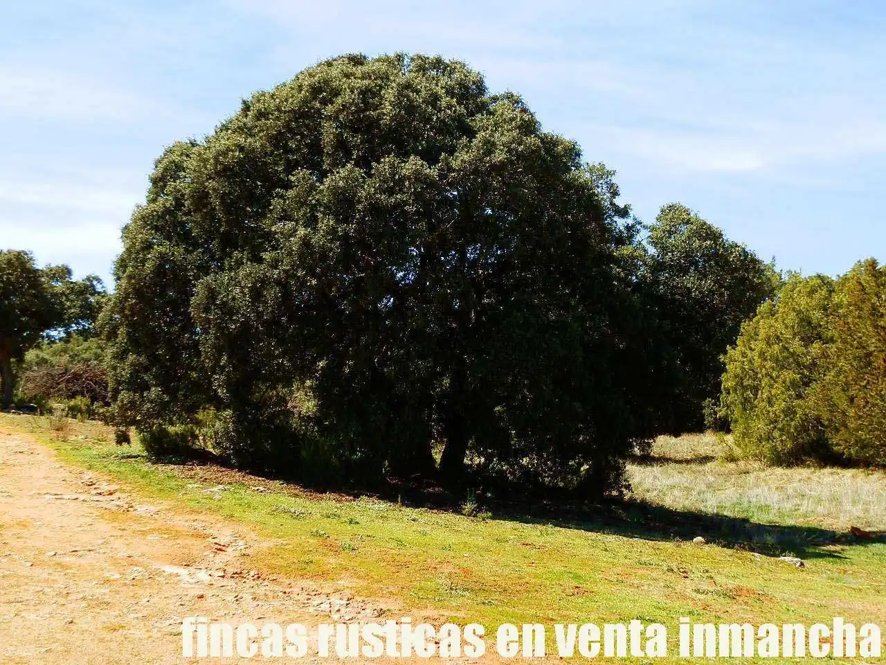 Lands and plots for sale in Ossa de Montiel, imagen 6