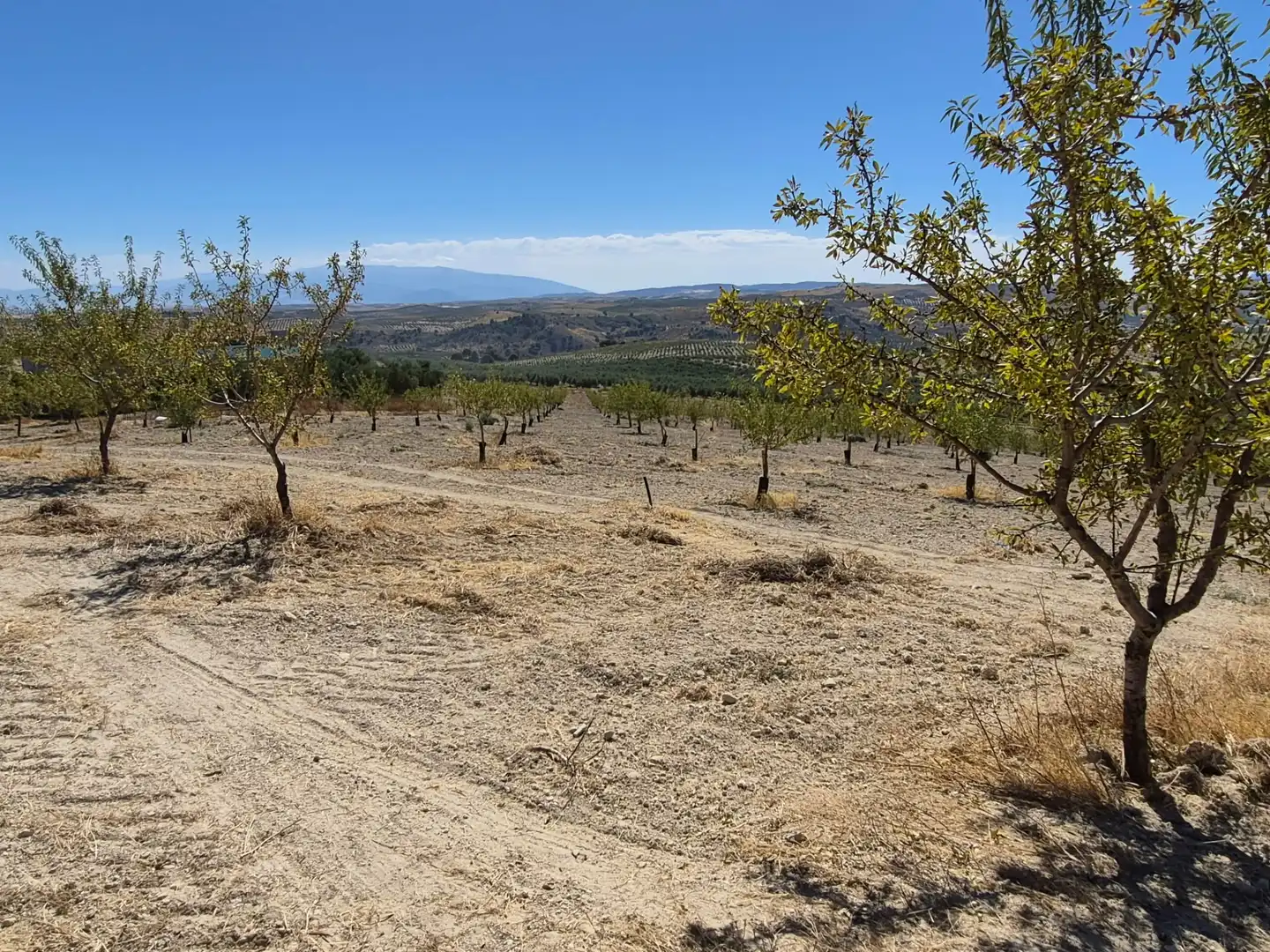 Terreny rústic en venda a Alhama de Granada, imagen 27