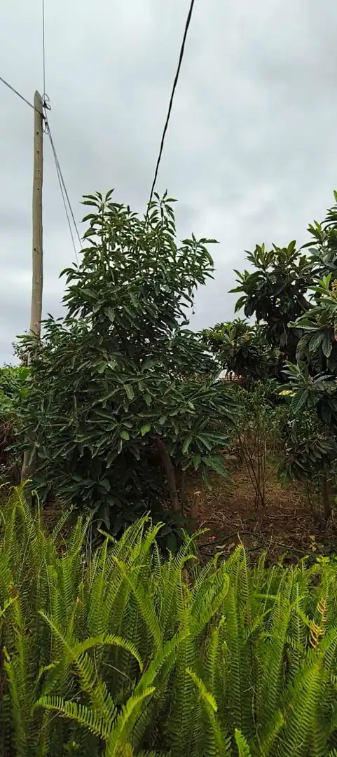 Finca rústica en venta en Camino REVENTON EL, La Vega - El Amparo - Cueva del Viento
