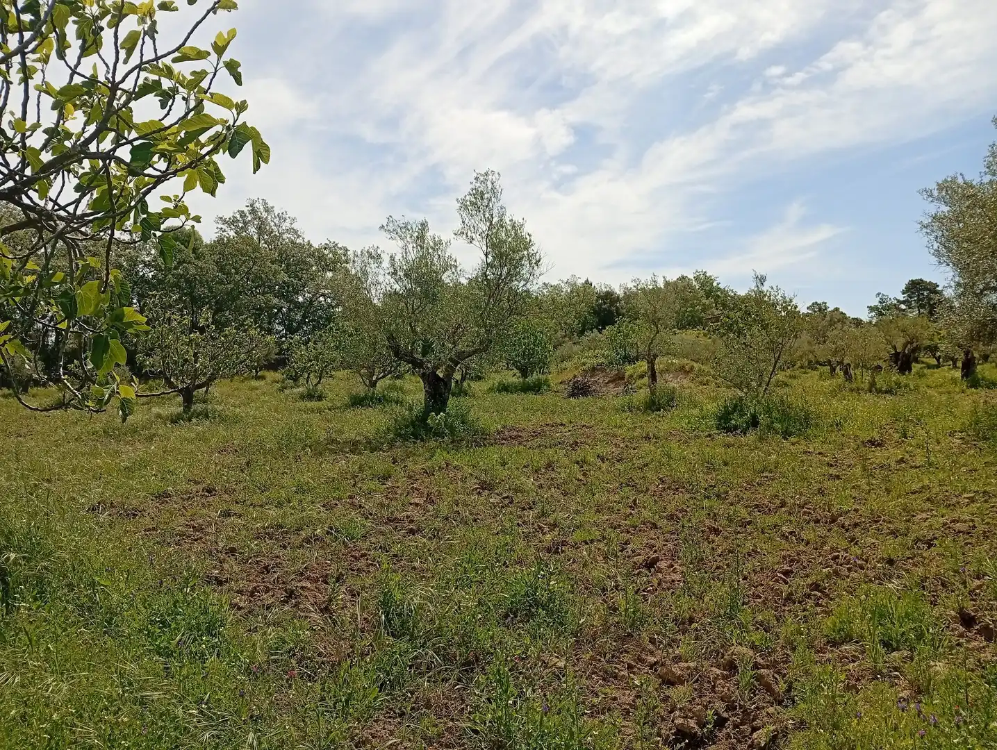Terreni e lotti in vendita a Villanueva de la Vera, imagen 35