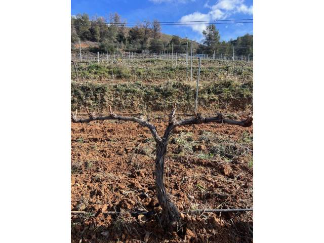 Terreno en Venta en Gratallops en La Vilella Baixa