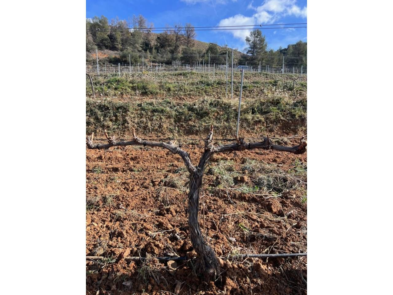 Exterior view of Land for sale in La Vilella Baixa