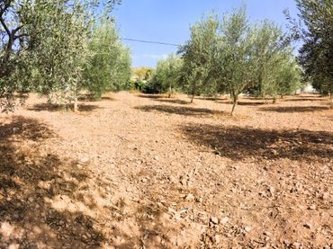 Terreno rustico in vendita a Berja