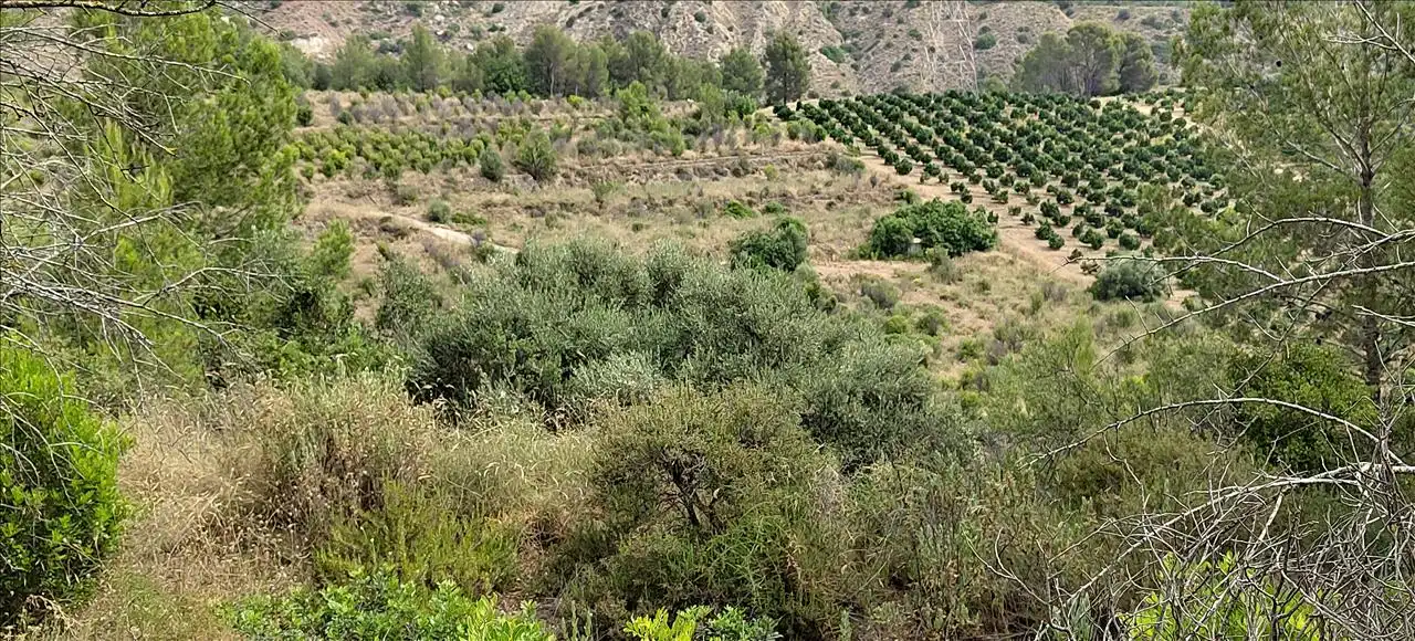 Terreno residencial en venta en Olivares, imagen 3