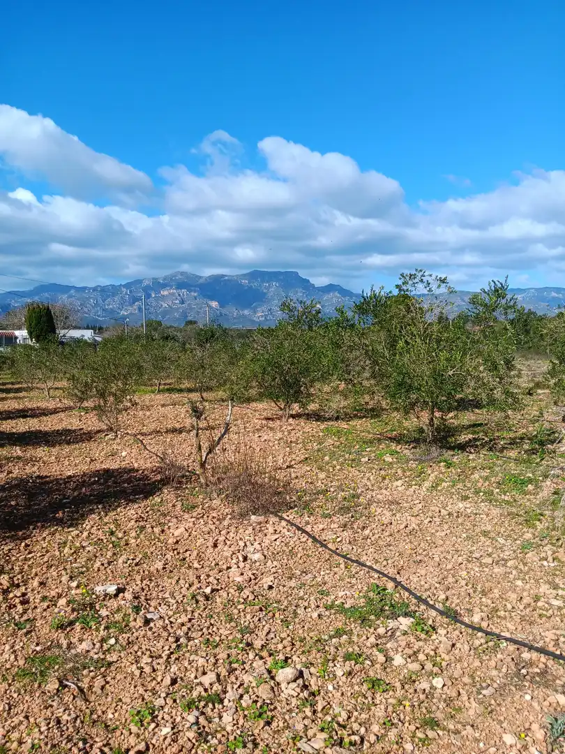 Casa o xalet en venda en Tortosa amb Terrassa i Balcó