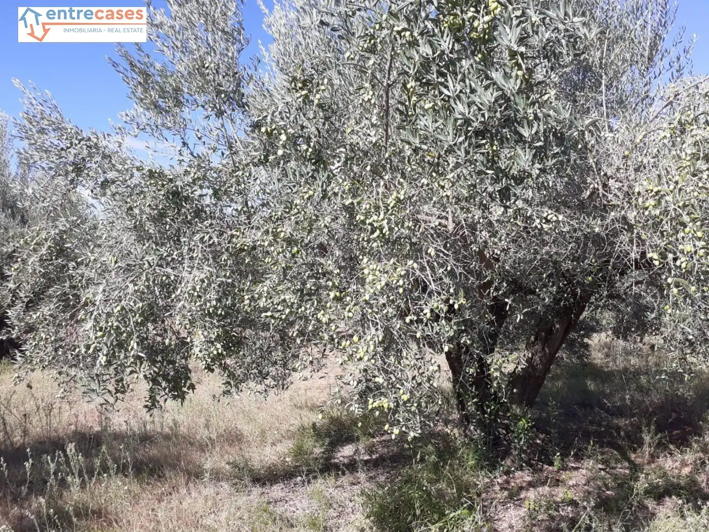 Terreno rustico in vendita a Segorbe, imagen 14