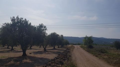 FINCA EN LA GALERA CON OLIVOS, immagine 2