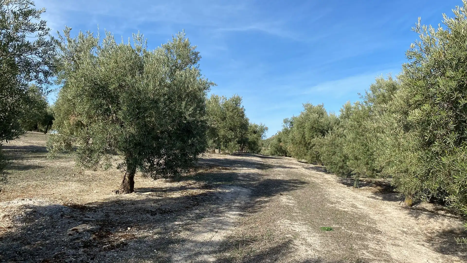 Terreny rústic en venda a Píñar, imagen 17
