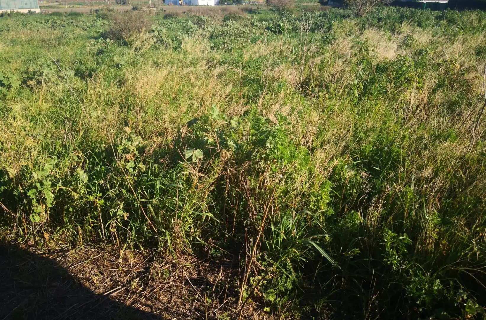 Terreno rustico in vendita a Barbate ciudad, imagen 13