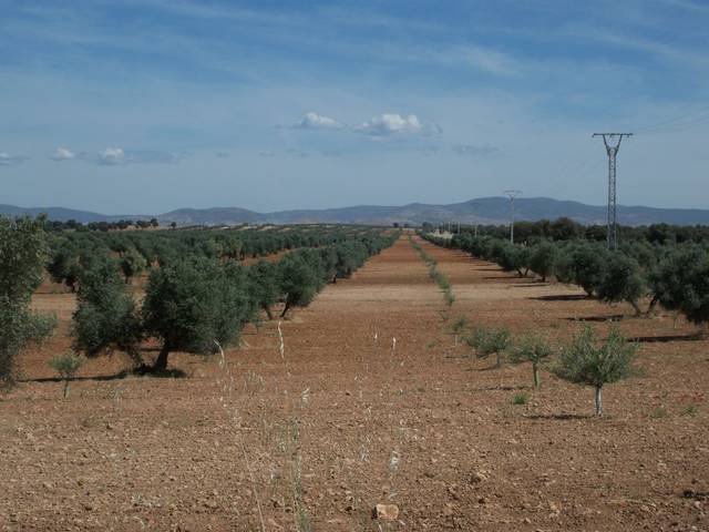 Finca rústica en Venta en Carrión de Calatrava