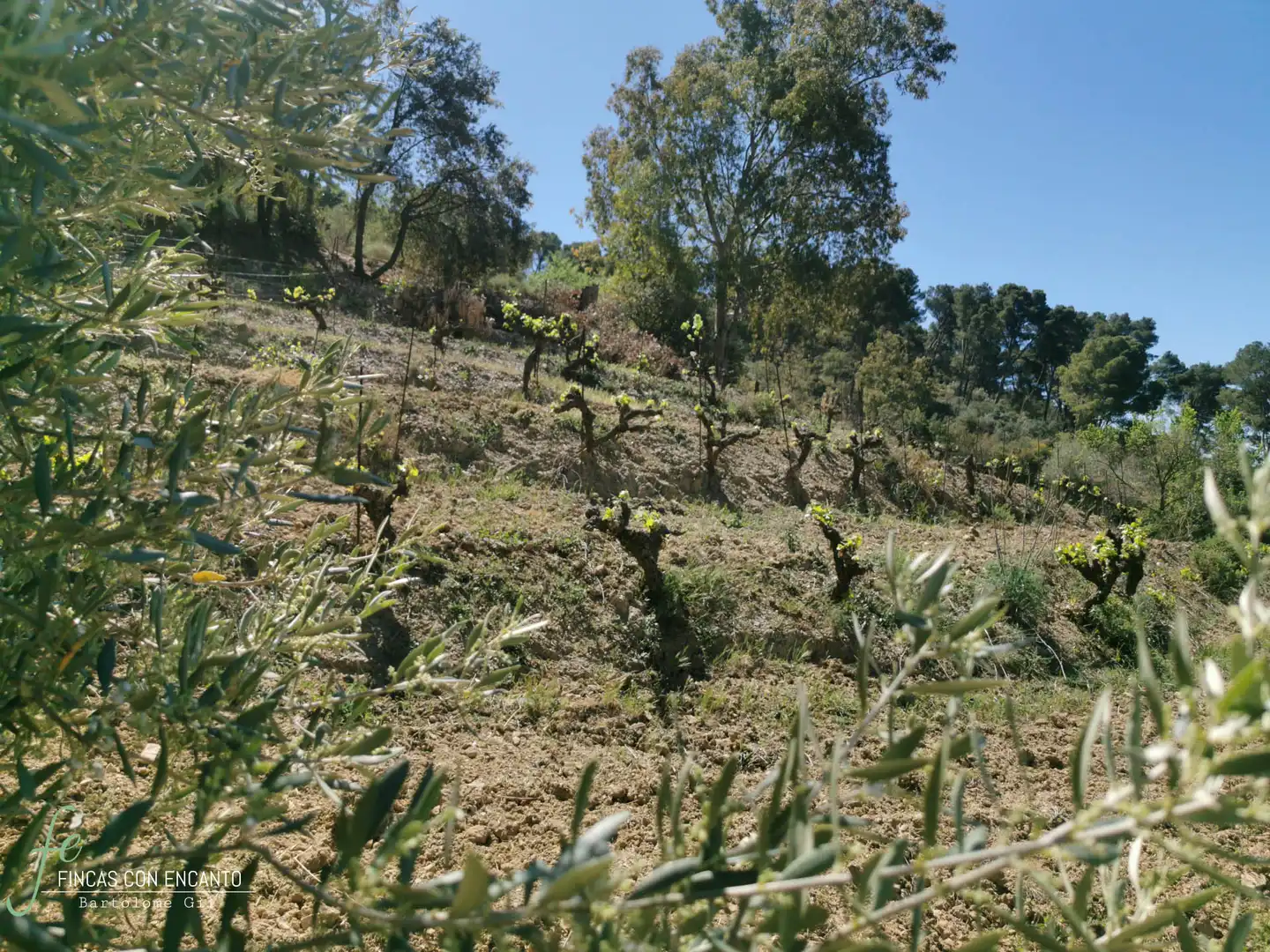 Jardí de Finca rústica en venda en Málaga amb Calefacció, Jardí privat i Piscina