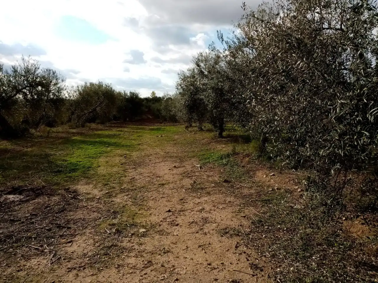 Rural land for sale in Arahal, imagen 8