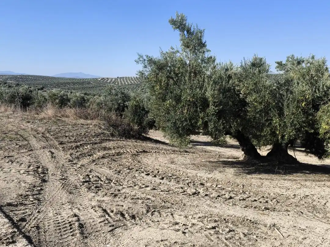 Land for sale in Baeza