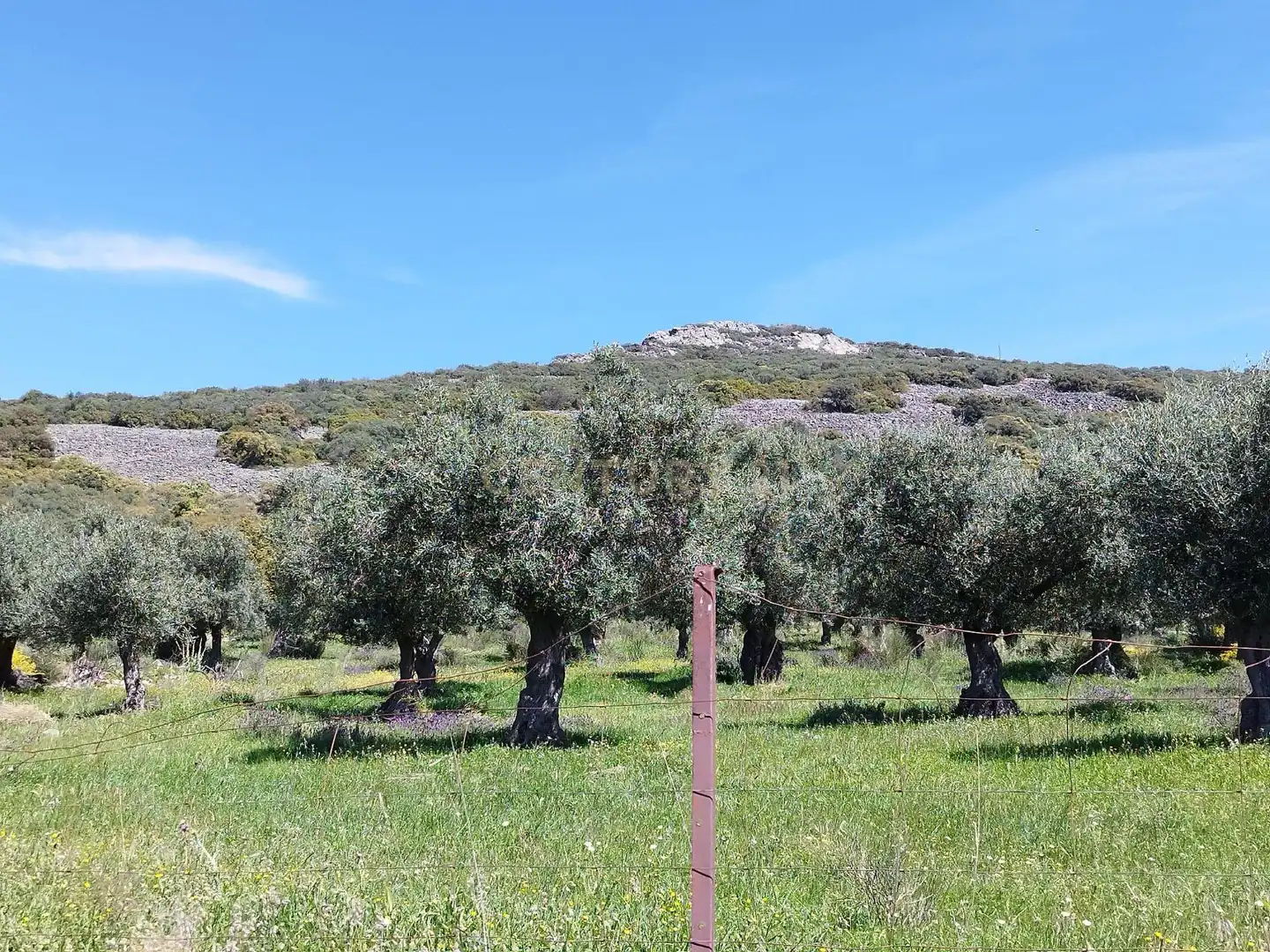 Terreni e lotti in vendita a 06430 Zalamea de la Serena, Spain, imagen 3
