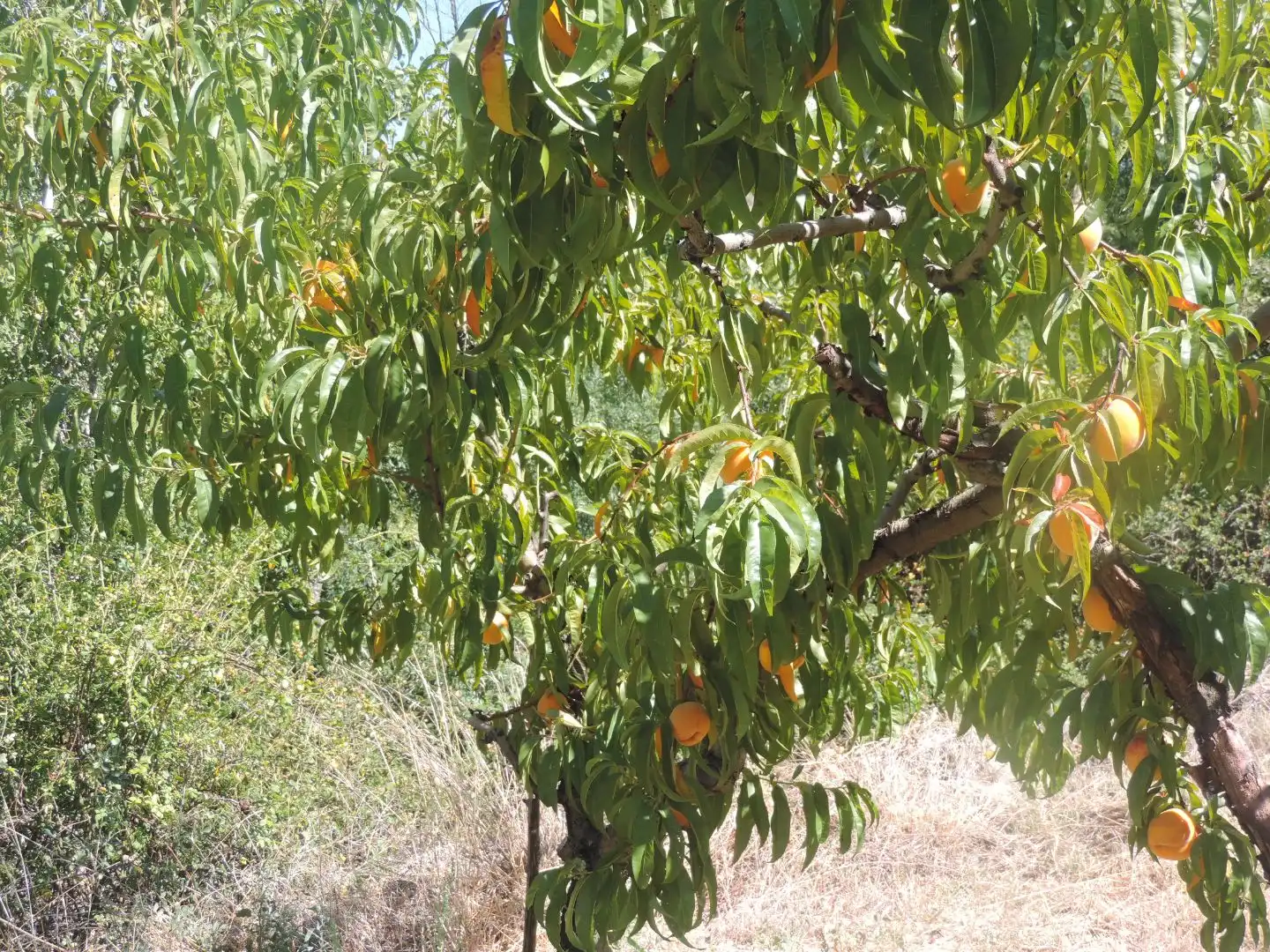 Garden of Land for sale in Burgohondo