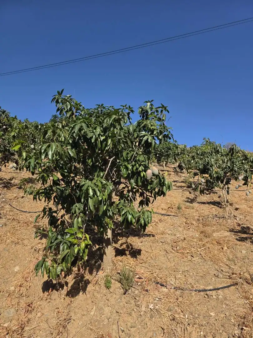 Jardín de Finca rústica en venta en Benamocarra con Terraza y Piscina