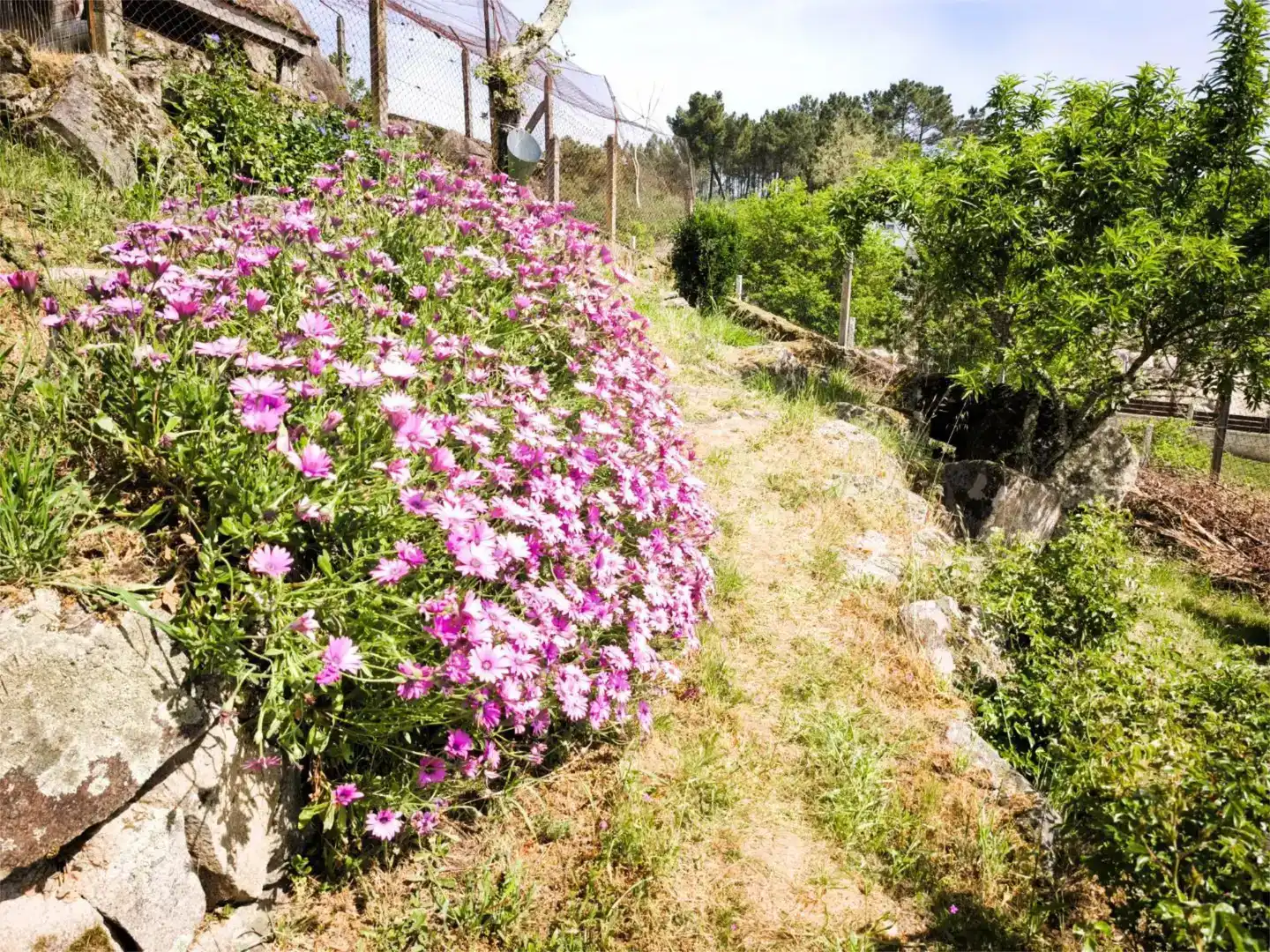 Jardí de Casa o xalet en venda en Amoeiro amb Aire condicionat, Piscina i Balcó