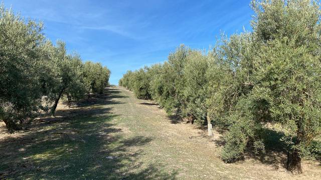 Terreno en Venta en Píñar
