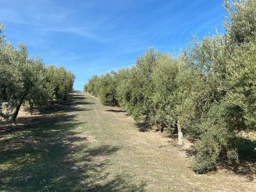 Terreno rustico in vendita a Píñar
