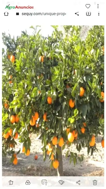 Jardín de Terreno en venta en La Algaba