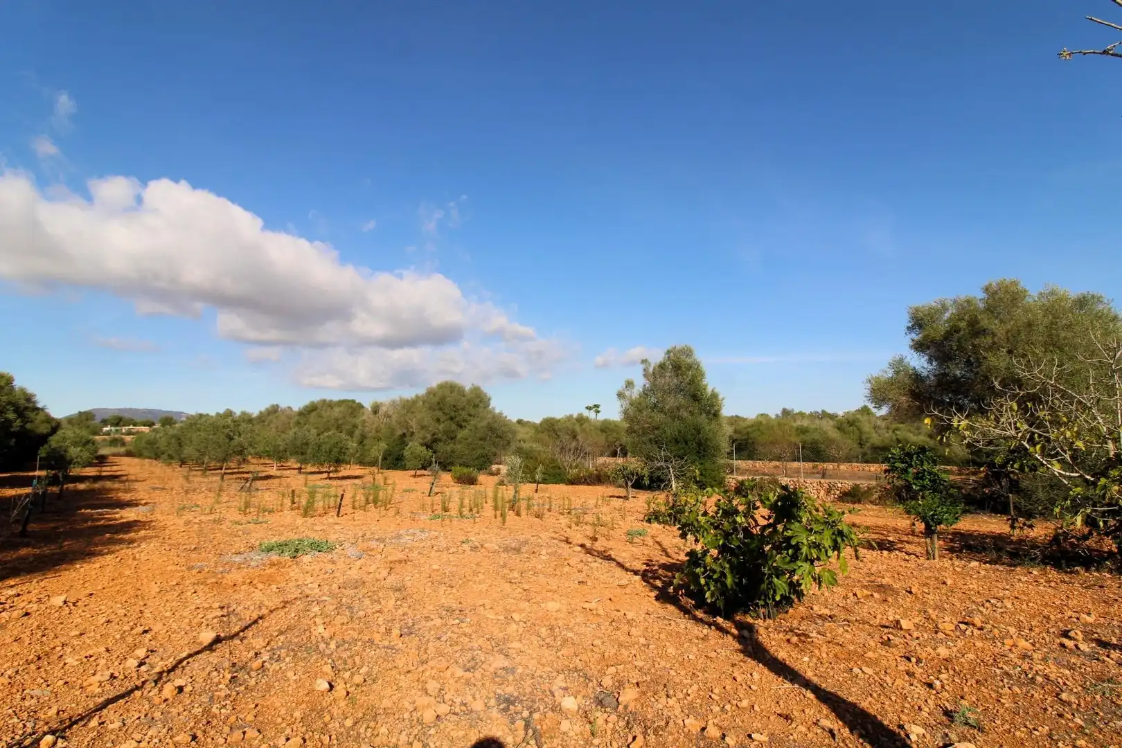 Terreny rústic en venda a Llucmajor pueblo, imagen 15