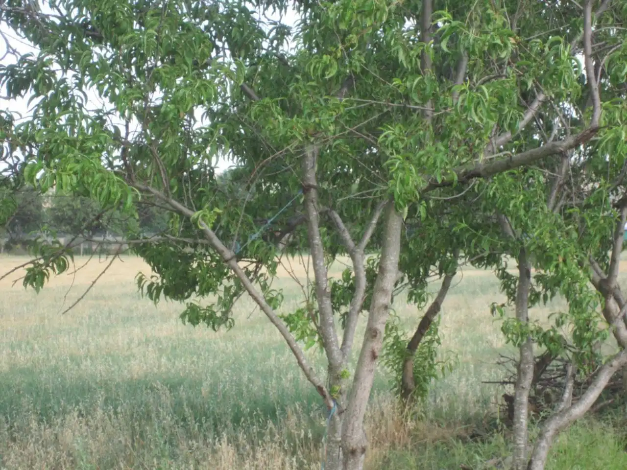 Terreno rustico in vendita a Calle RONDA DEL MEDIODIA, imagen 34