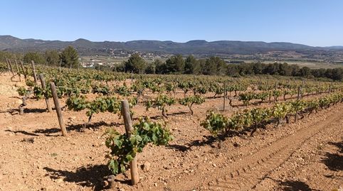 SANT MARTI SARROCA.- FINCA DE 4,1 HECTAREAS CON VIÑA Y OLIVOS., imatge 5