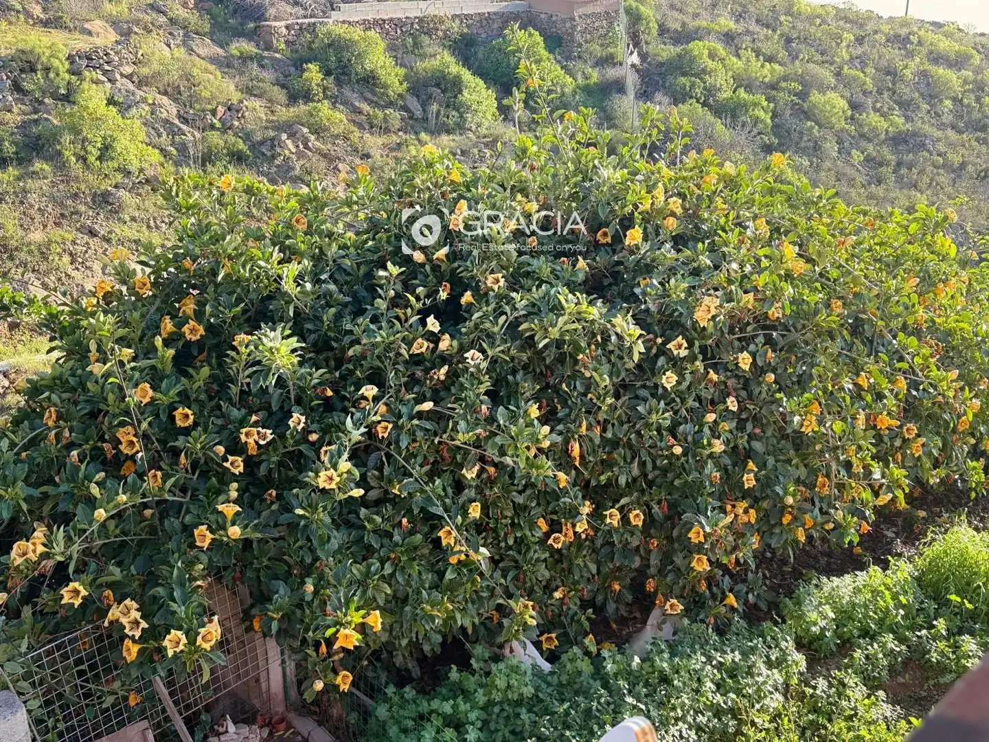 Garden of Houses for sale in Adeje  with Terrace and Storage room