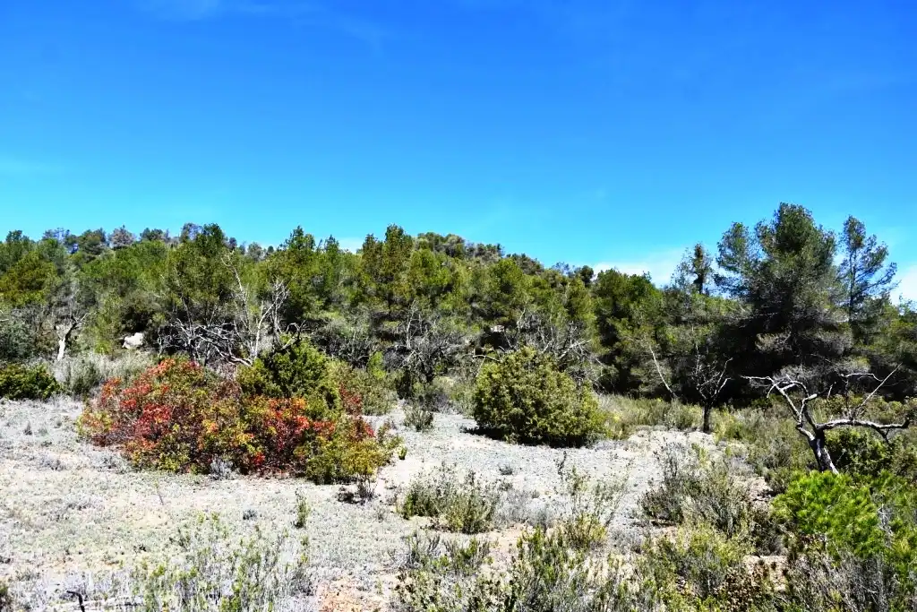 Terreni e lotti in vendita a Arens de Lledó, imagen 7