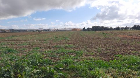 Finca de cultivo, immagine 3