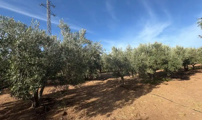 Casa o xalet en venda en Níjar amb Jardí privat, Terrassa i Piscina