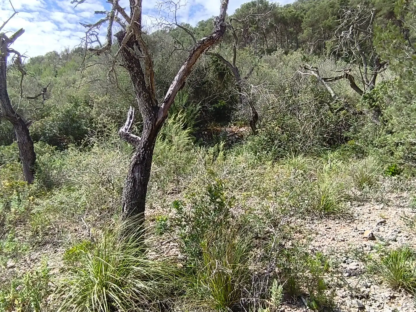 Terreno rustico in vendita a Algaida, imagen 10