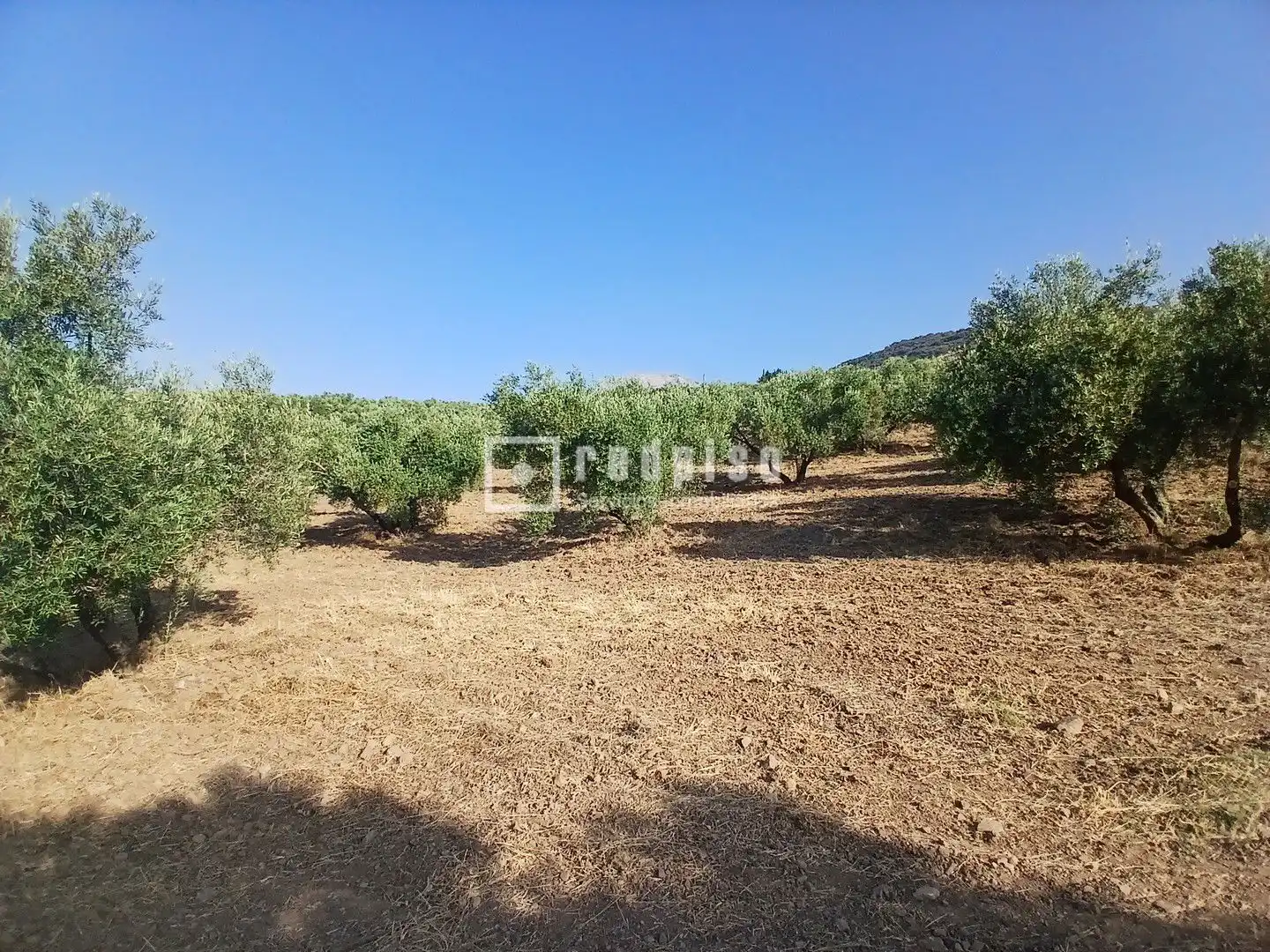 Terrenys i solars en venda a Diseminado