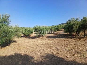 Terreny residencial en venda a Diseminado