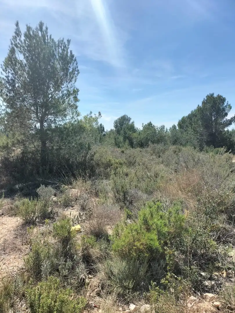 Terreno rustico in vendita a Polígono 10 Parcela 488 LA LOMA. NAVARRES (VALENC, imagen 14