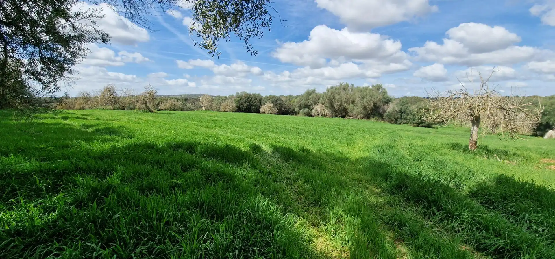 Country homes for sale in Manacor