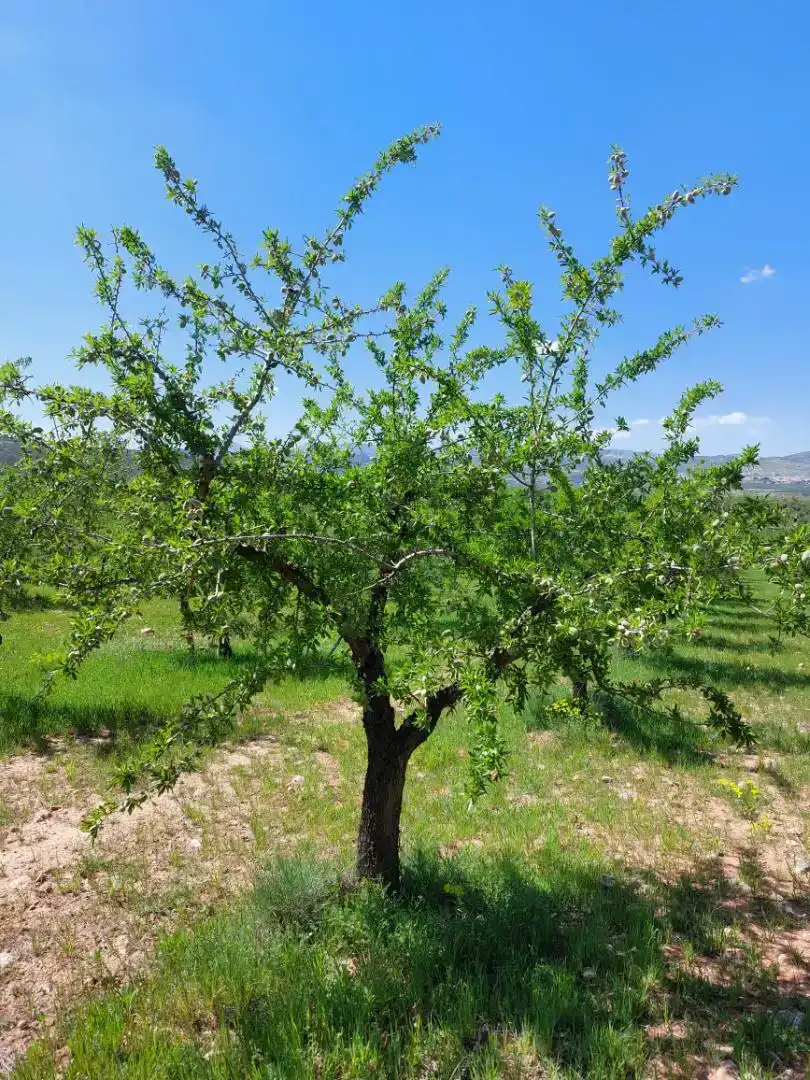 Jardí de Finca rústica en venda en La Peza
