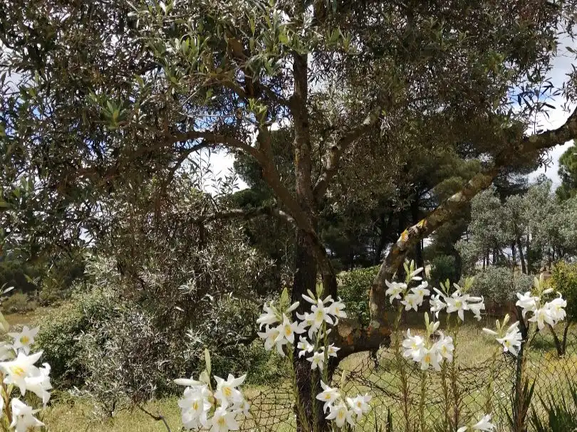 Garten von Grundstücke zum Verkauf in El Campillo (Huelva)