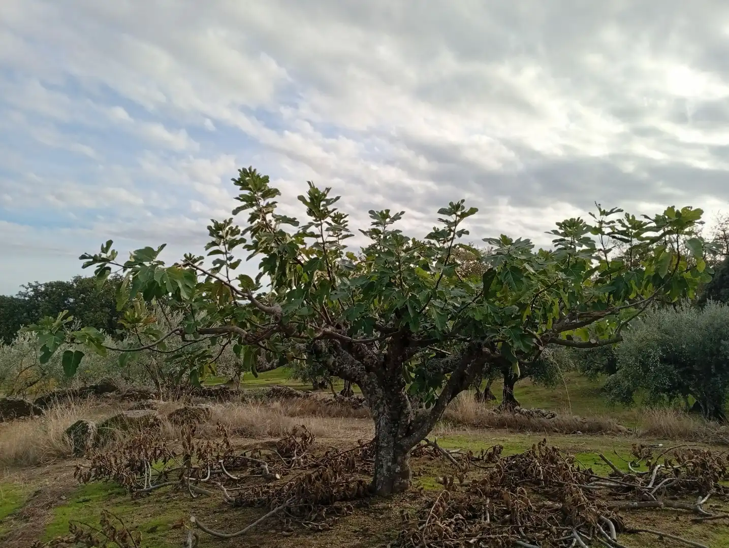 Terreni e lotti in vendita a Villanueva de la Vera, imagen 36