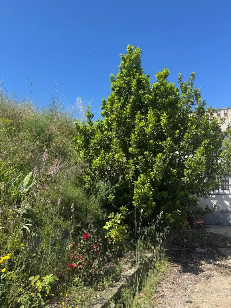Maison rustique avec piscine à vendre à Albaida, imagen 33